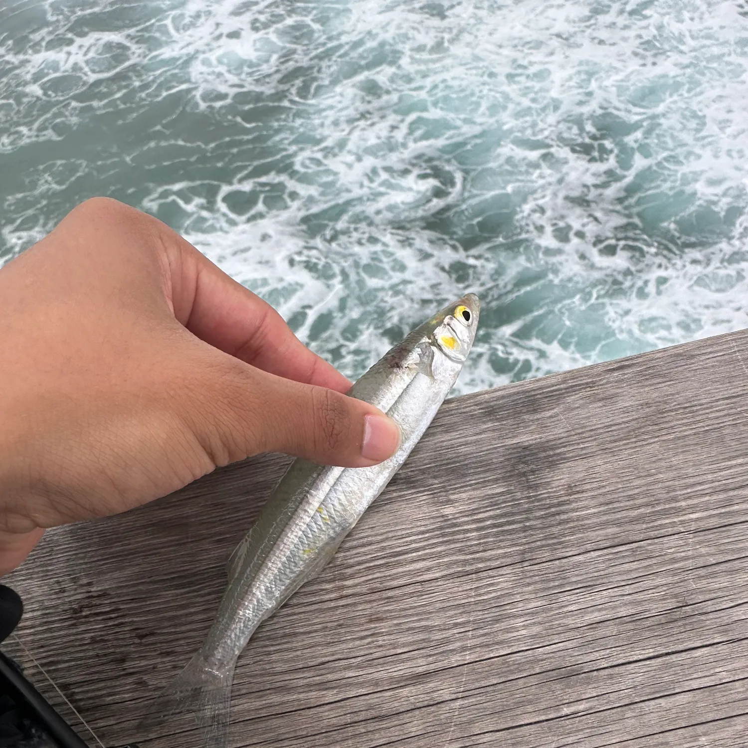 The most recent Surf smelt catches on Fishbrain