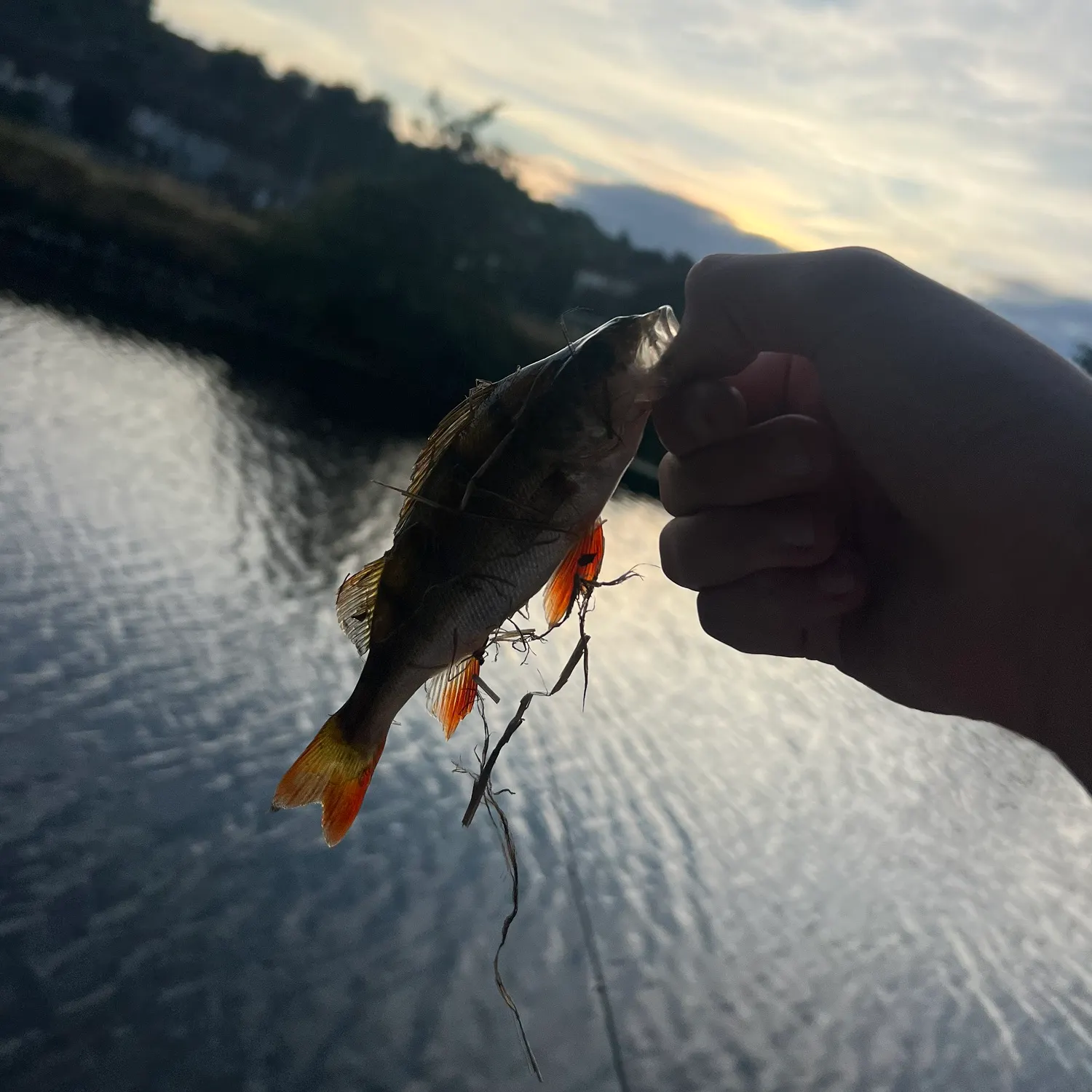 European perch caught on Fishbrain