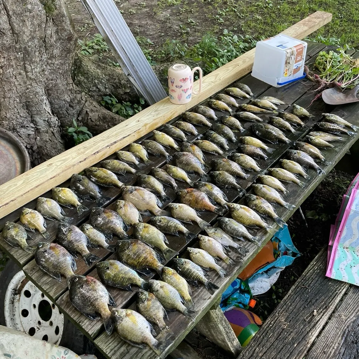 recently logged catches
