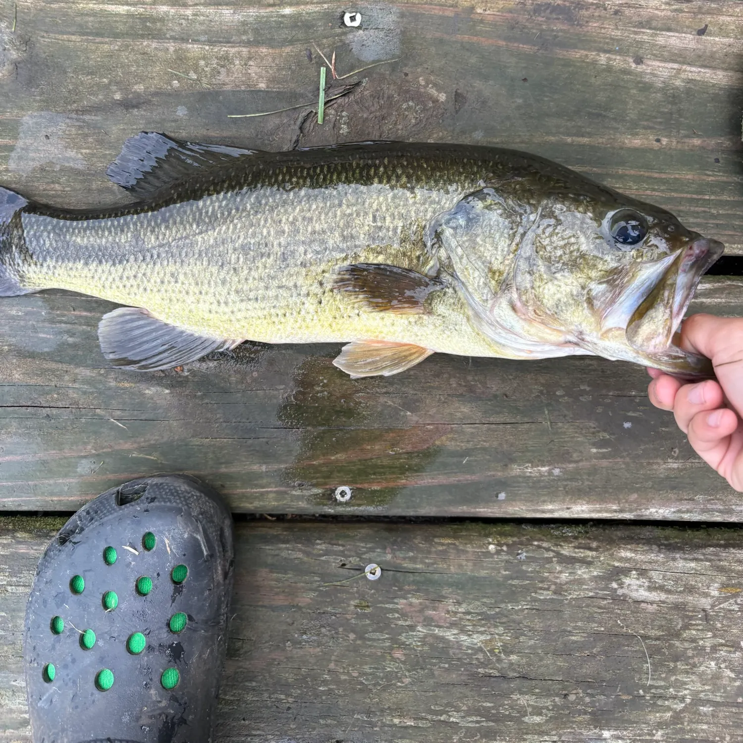 Largemouth bass caught on Fishbrain