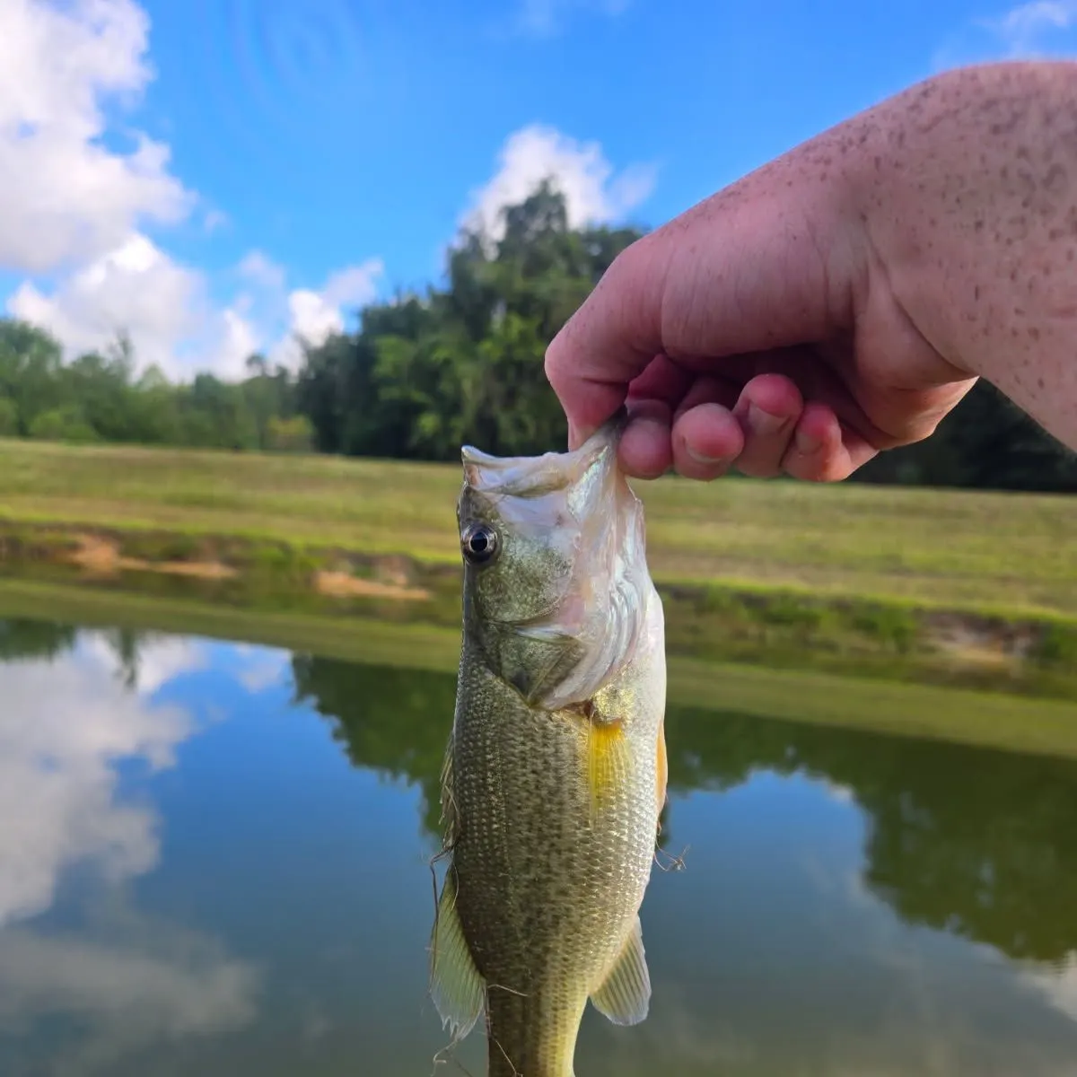 Largemouth bass caught on Fishbrain