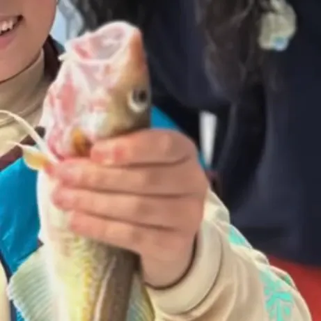 The most recent Atlantic cod catches on Fishbrain