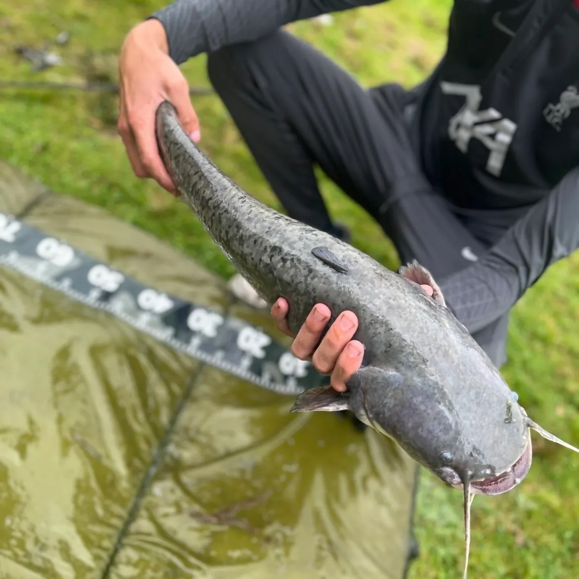Wels catfish caught on Fishbrain