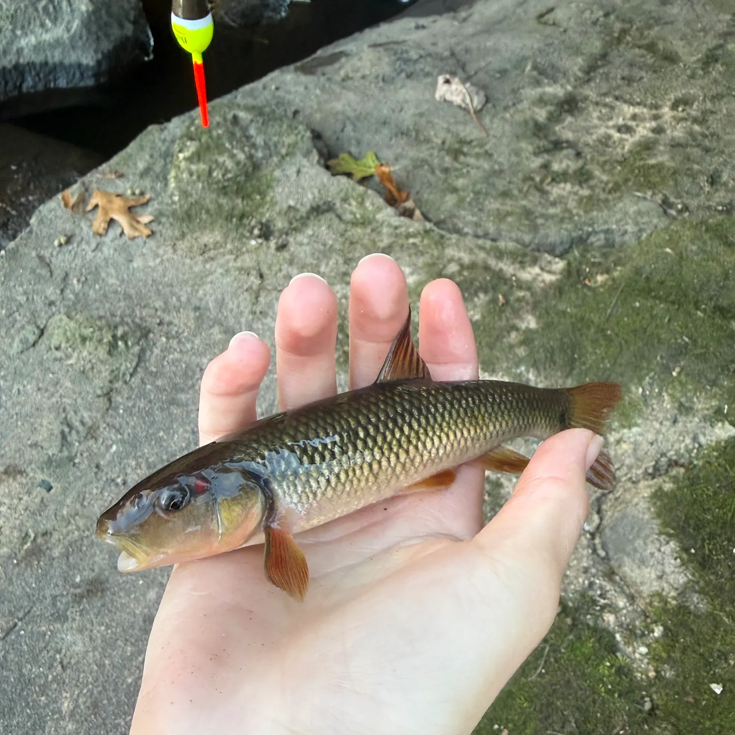 Hornyhead chub caught on Fishbrain