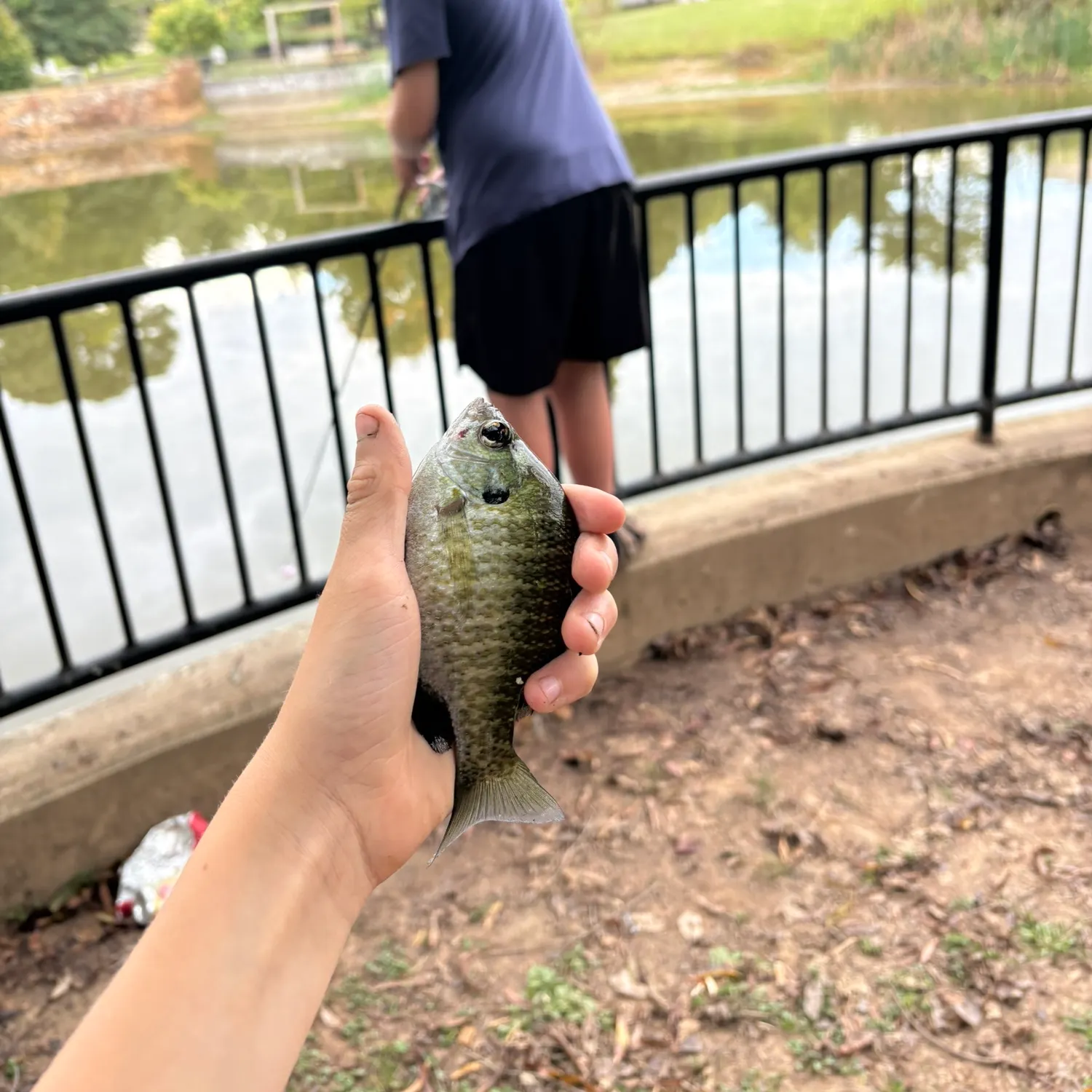 Bluegill caught on Fishbrain