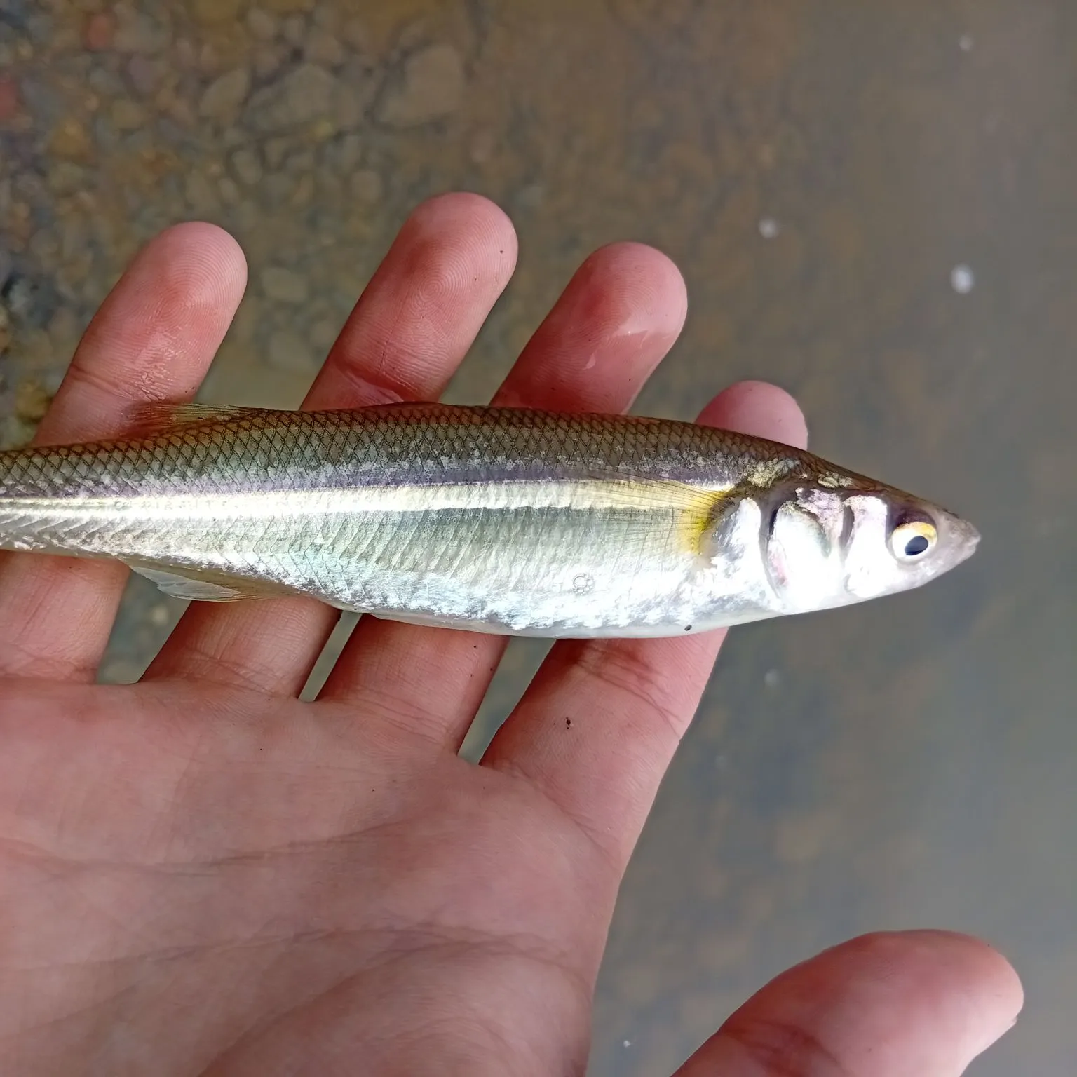 The most recent Argentinian silverside catches on Fishbrain