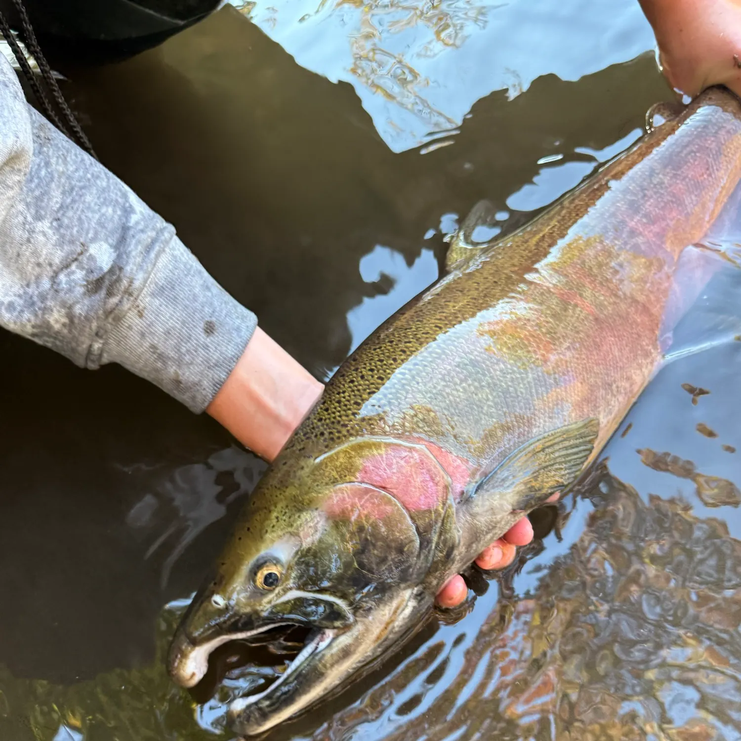 Coho salmon caught on Fishbrain
