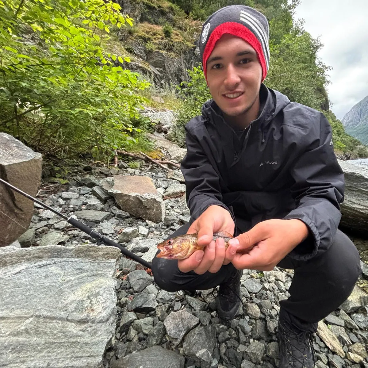 Atlantic cod caught on Fishbrain