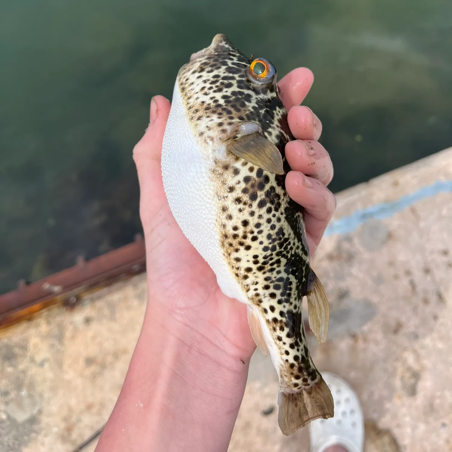 The most recent Checkered puffer catches on Fishbrain