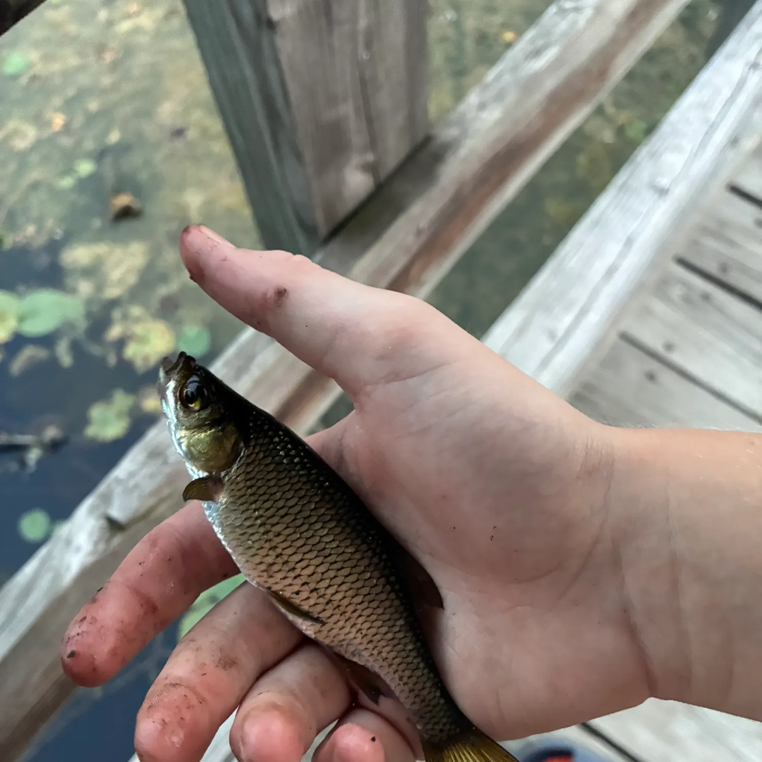 Golden shiner caught on Fishbrain