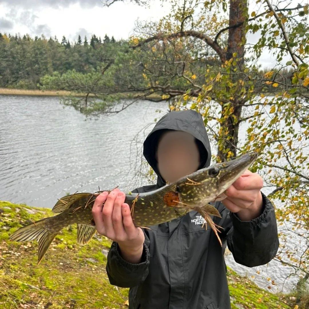 Northern pike caught on Fishbrain