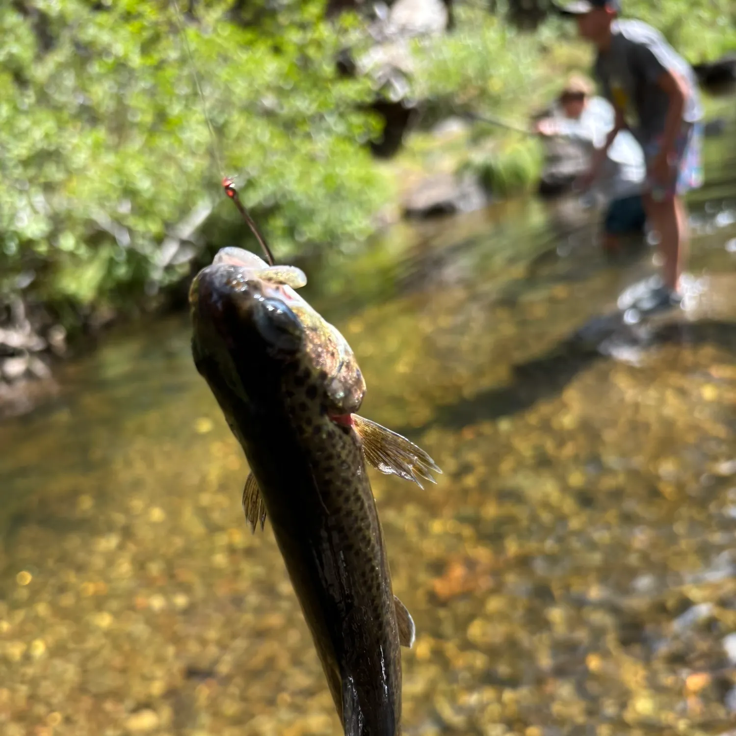 Rainbow trout caught on Fishbrain
