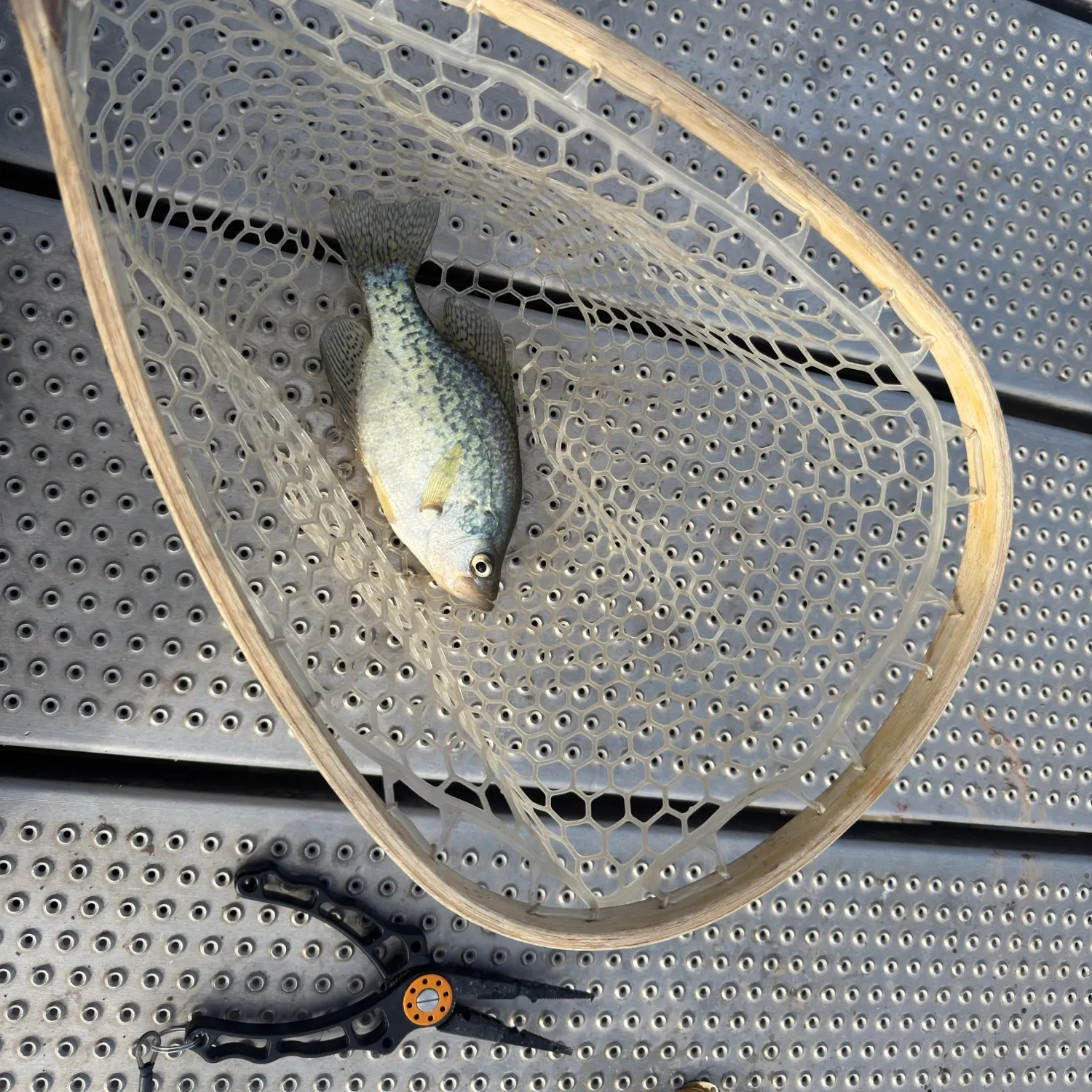 Black crappie caught on Fishbrain