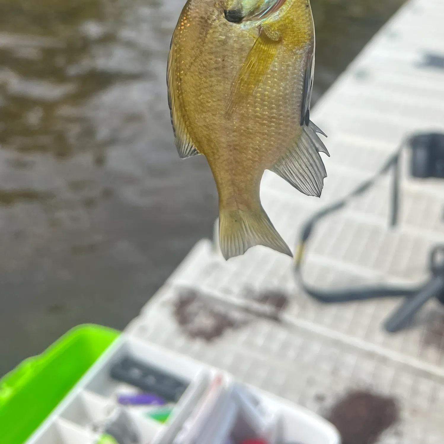 Bluegill caught on Fishbrain