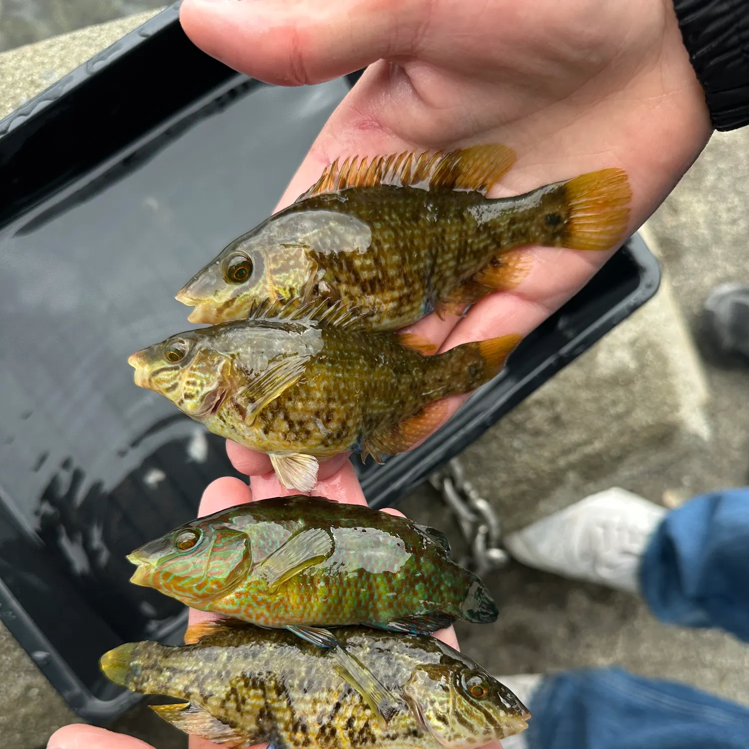 recently logged catches
