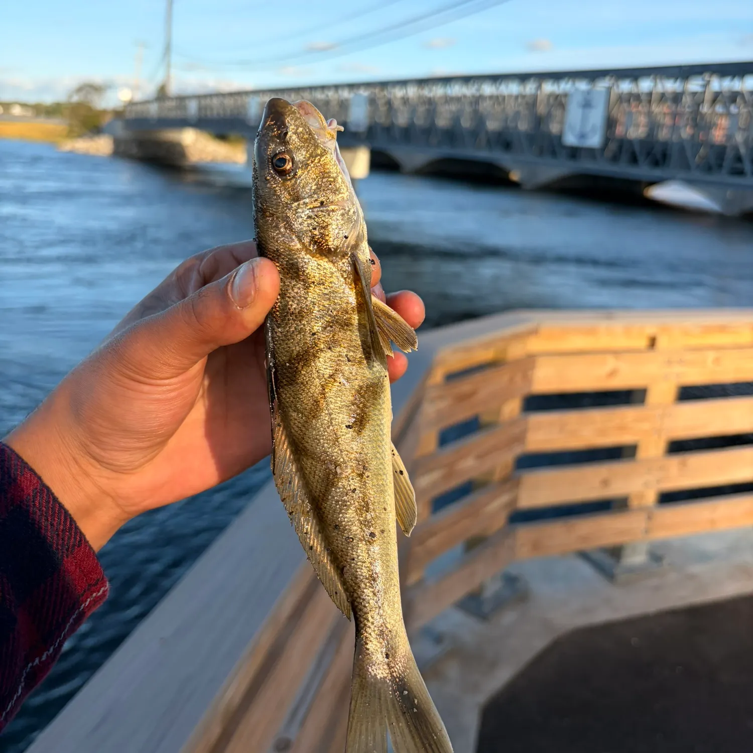 Northern kingcroaker caught on Fishbrain