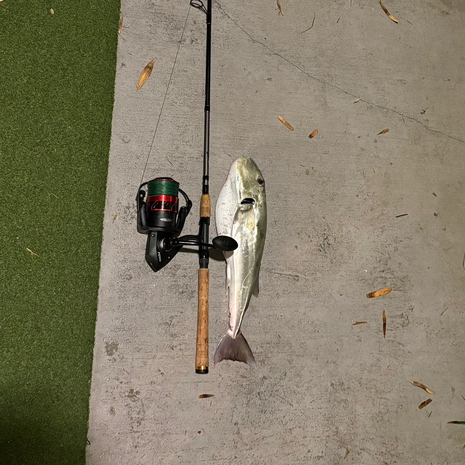 recently logged catches