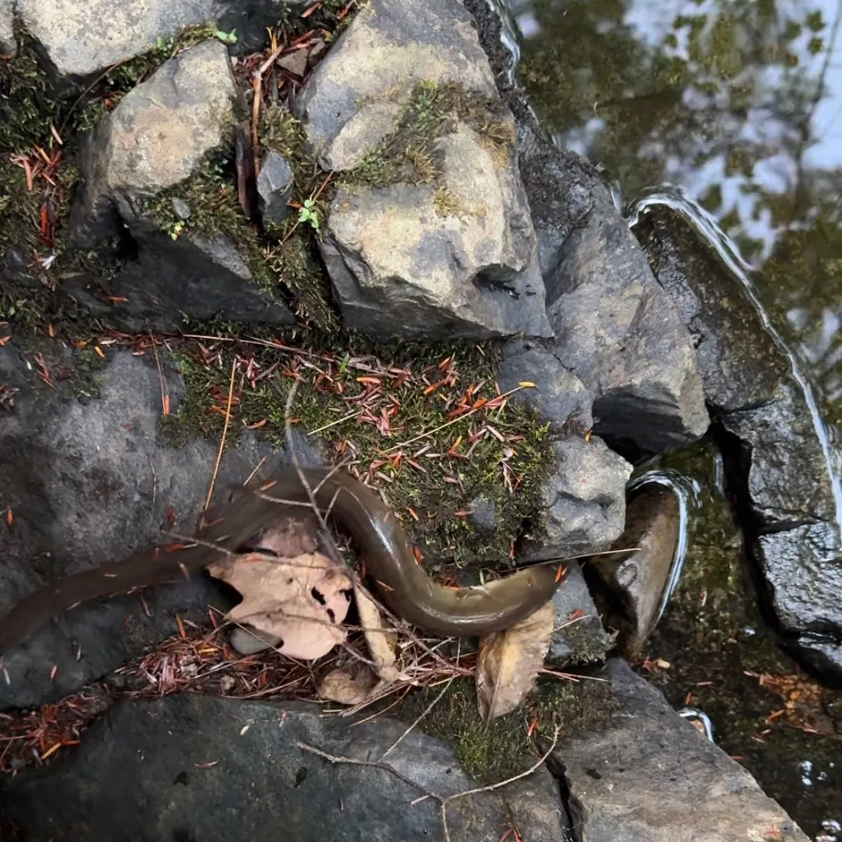 American eel caught on Fishbrain