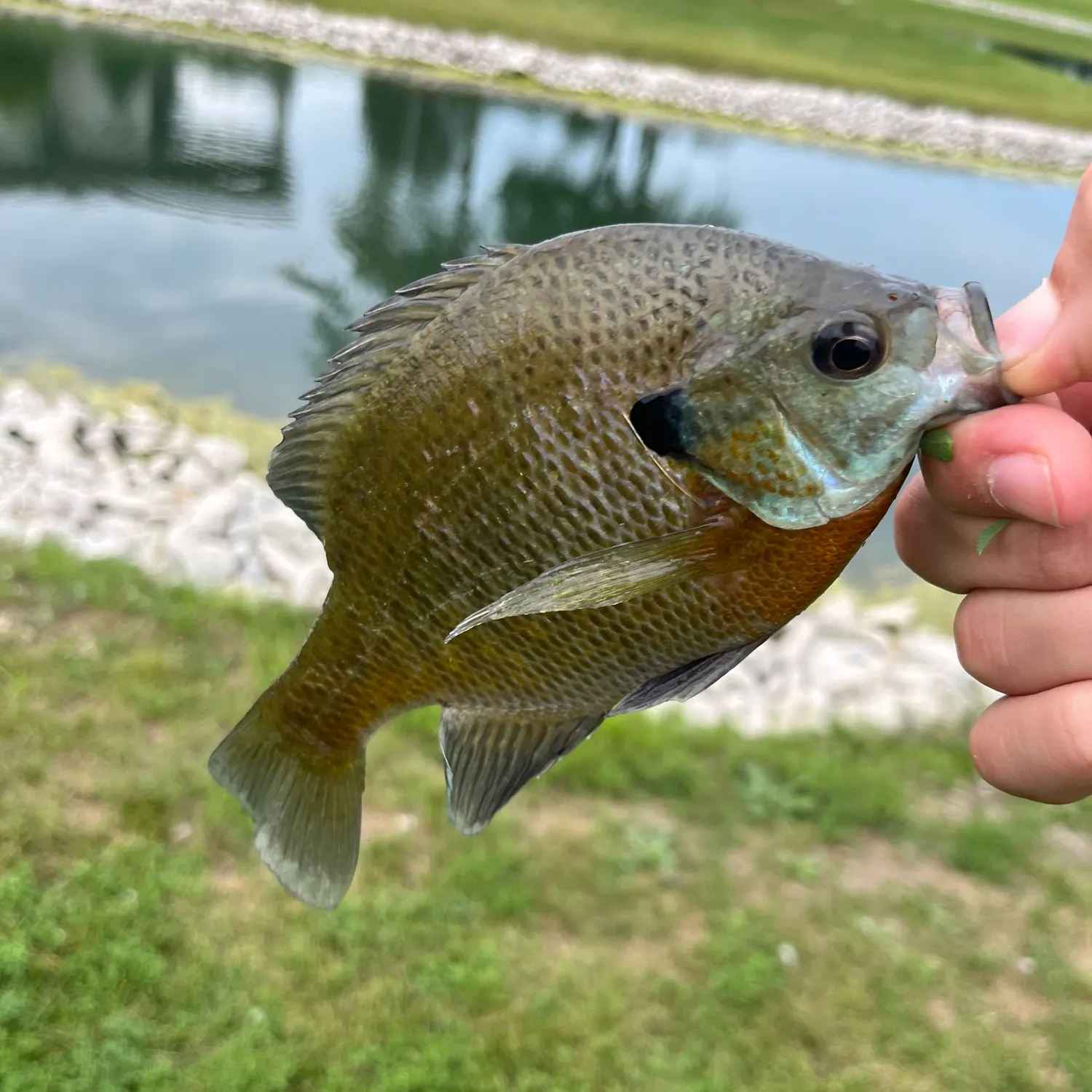 Bluegill caught on Fishbrain