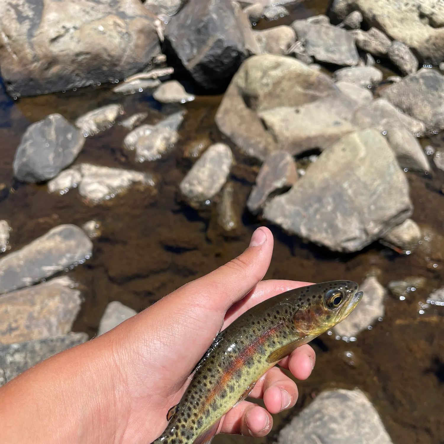 The most recent McCloud river redband trout catches on Fishbrain