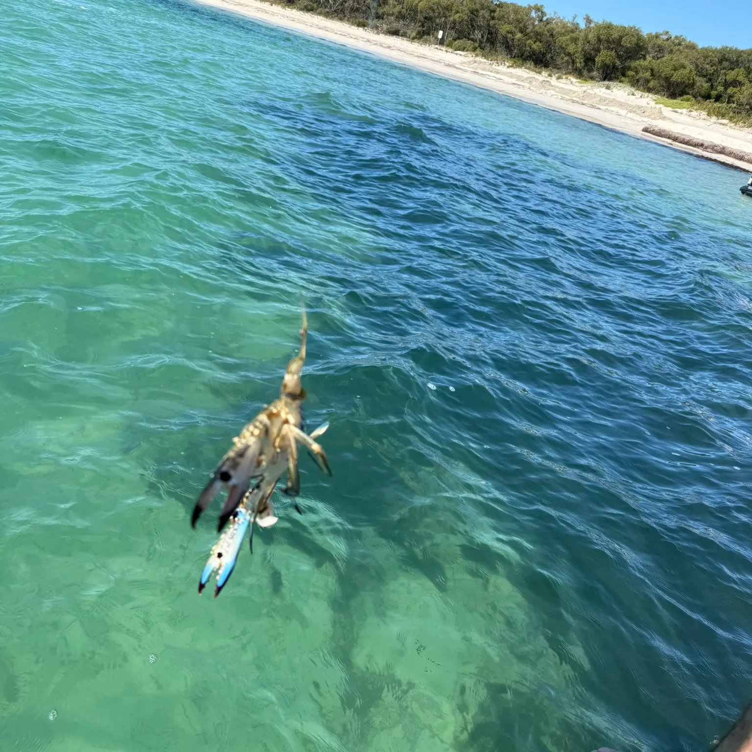 The most recent Blue swimmer crab catches on Fishbrain
