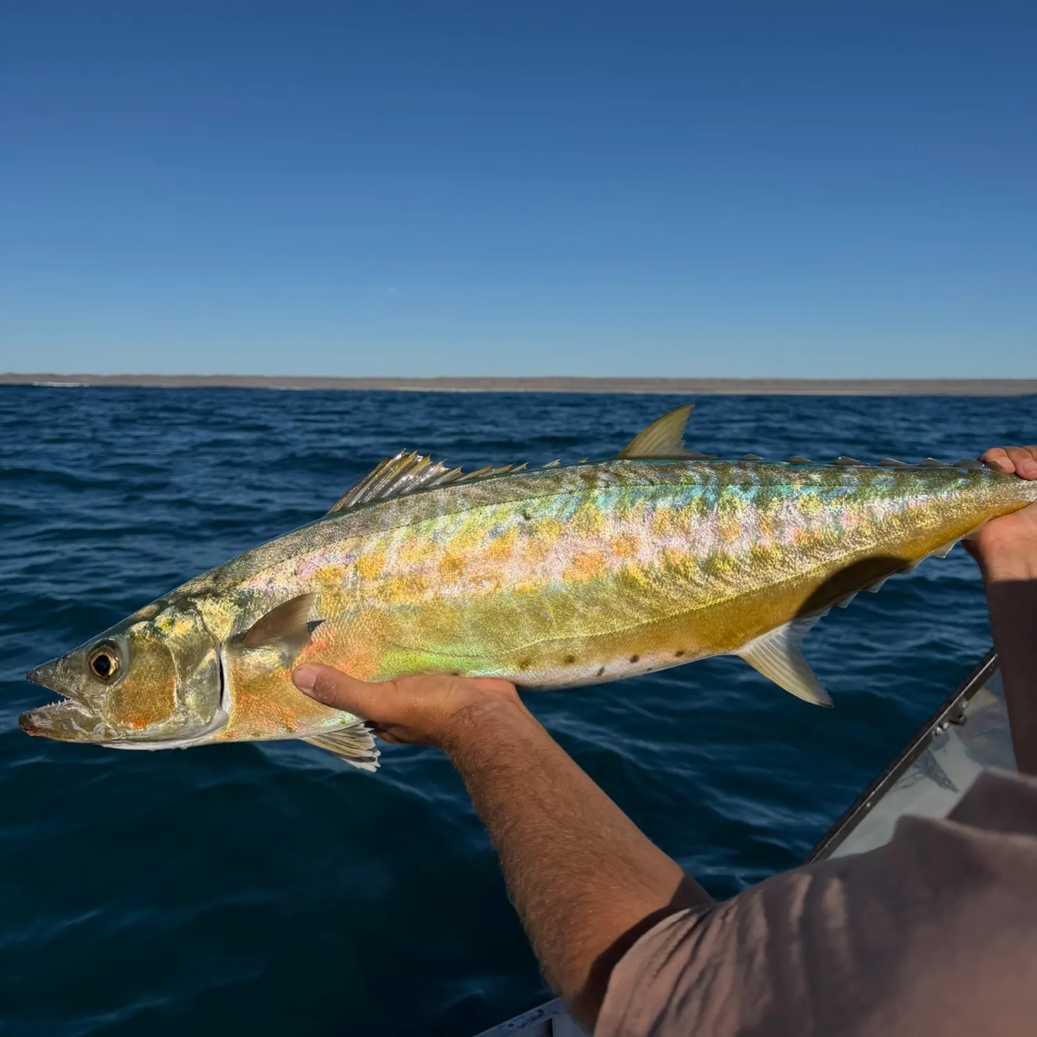 Shark mackerel caught on Fishbrain