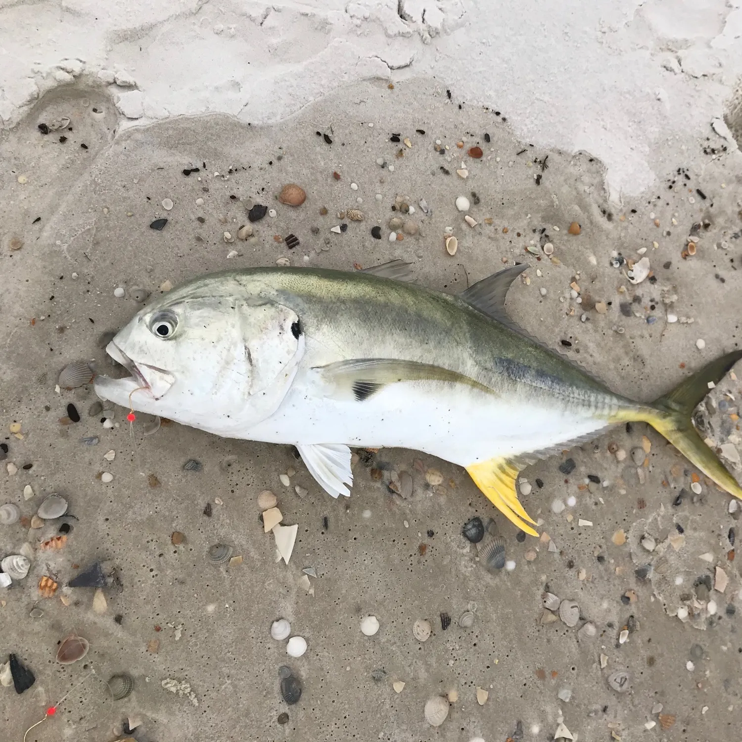 Crevalle jack caught on Fishbrain