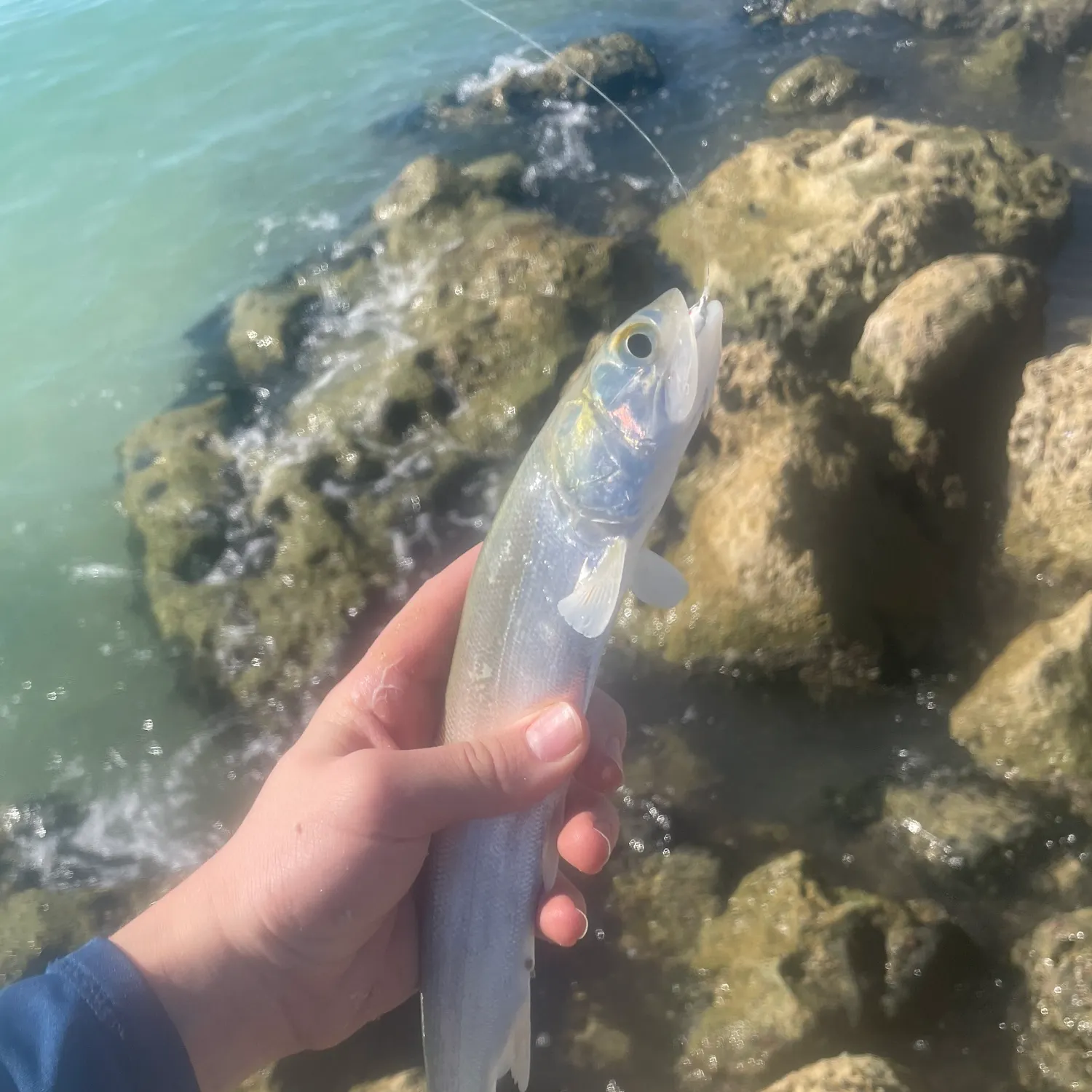 The most recent Ladyfish catches on Fishbrain