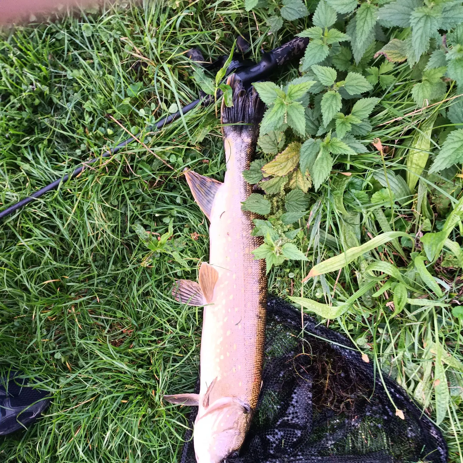 Northern pike caught on Fishbrain