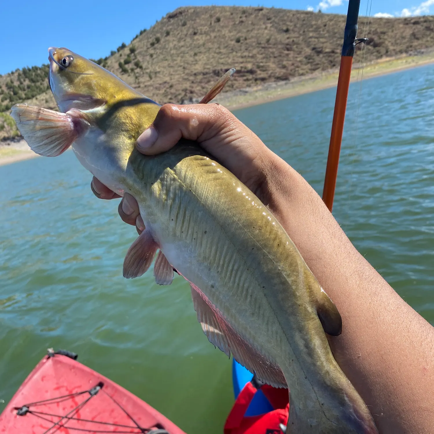 Channel catfish caught on Fishbrain