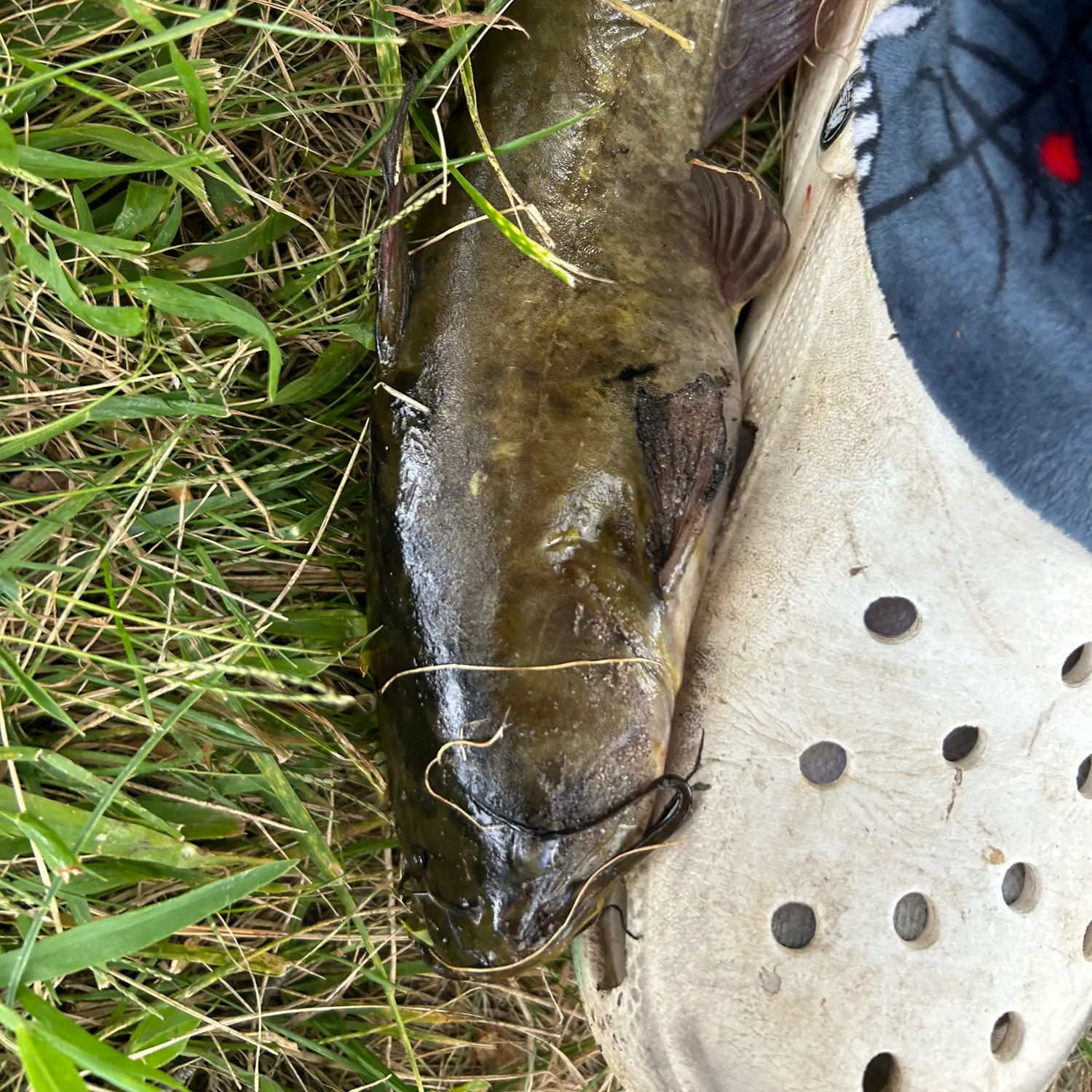 Yellow bullhead caught on Fishbrain