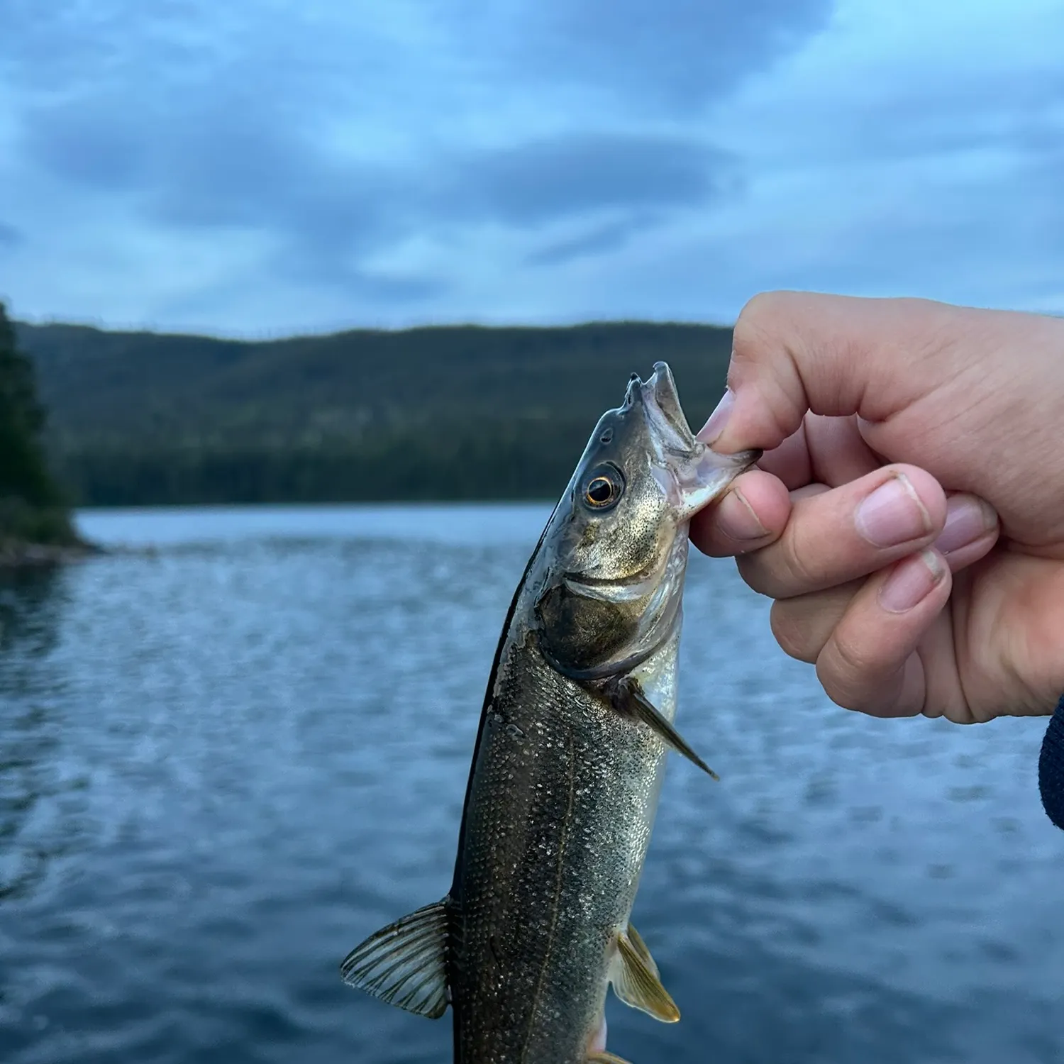 Northern pikeminnow caught on Fishbrain