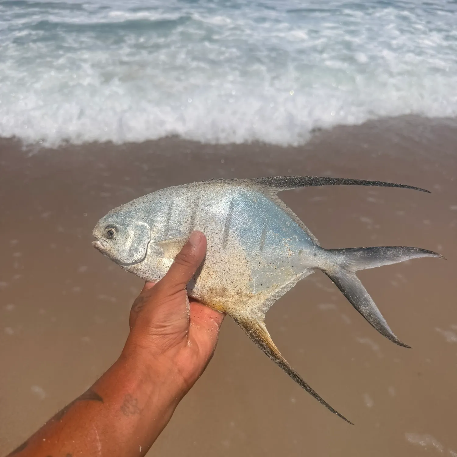 The most recent Palometa catches on Fishbrain