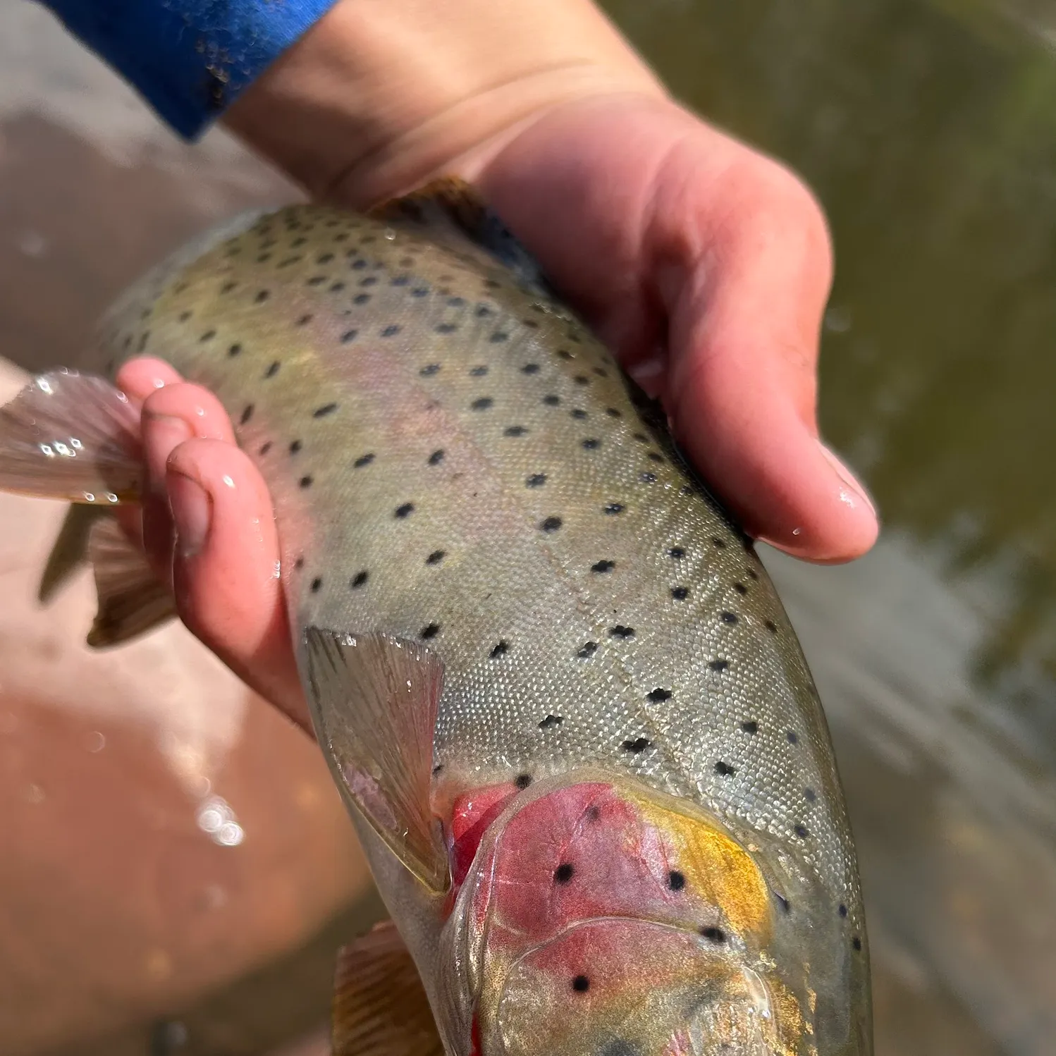 The most recent Colorado river cutthroat trout catches on Fishbrain