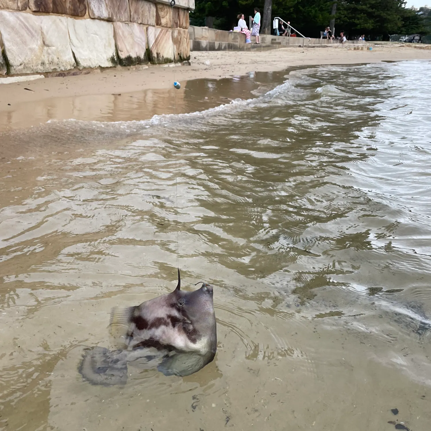 The most recent Fan-bellied leatherjacket catches on Fishbrain