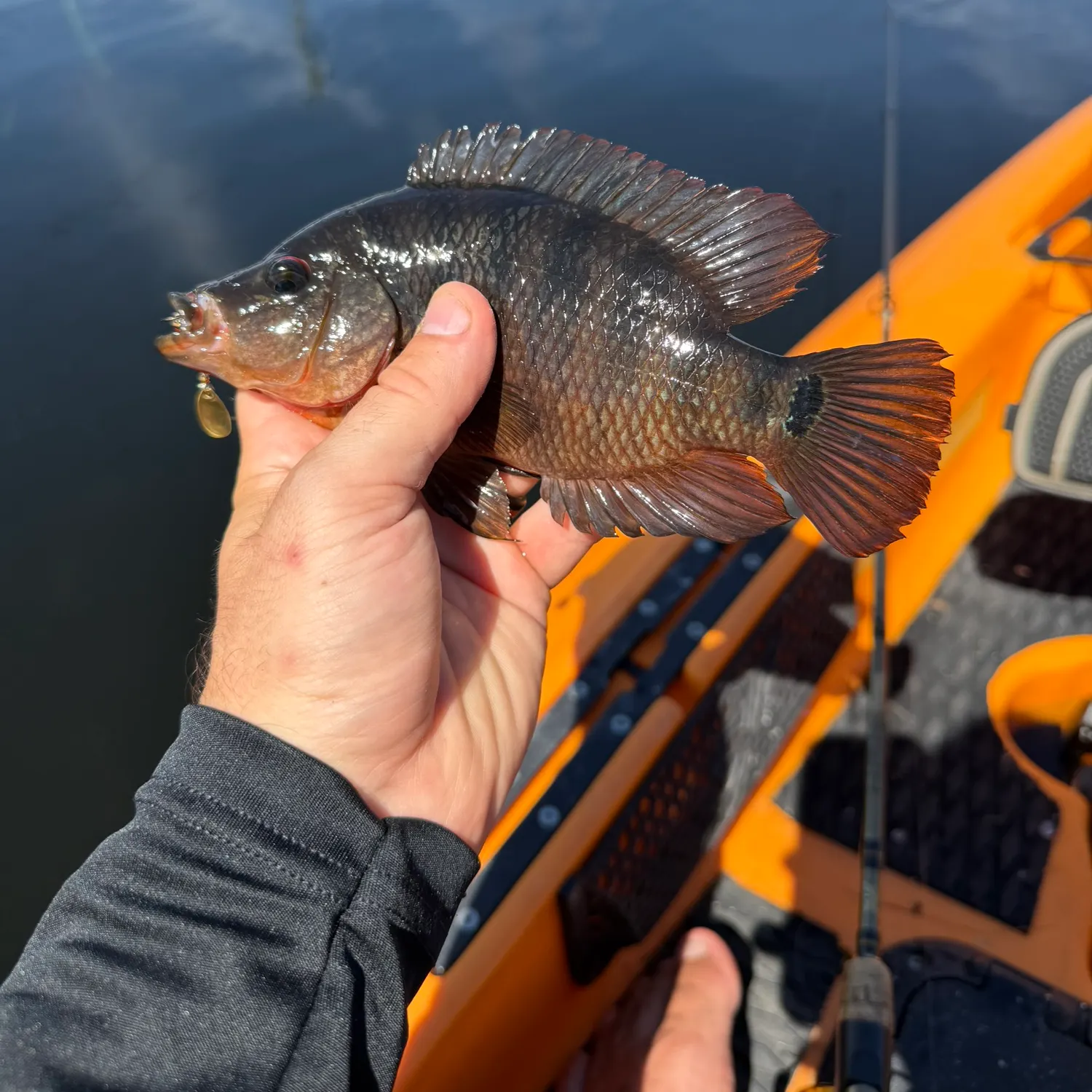 Mayan cichlid caught on Fishbrain