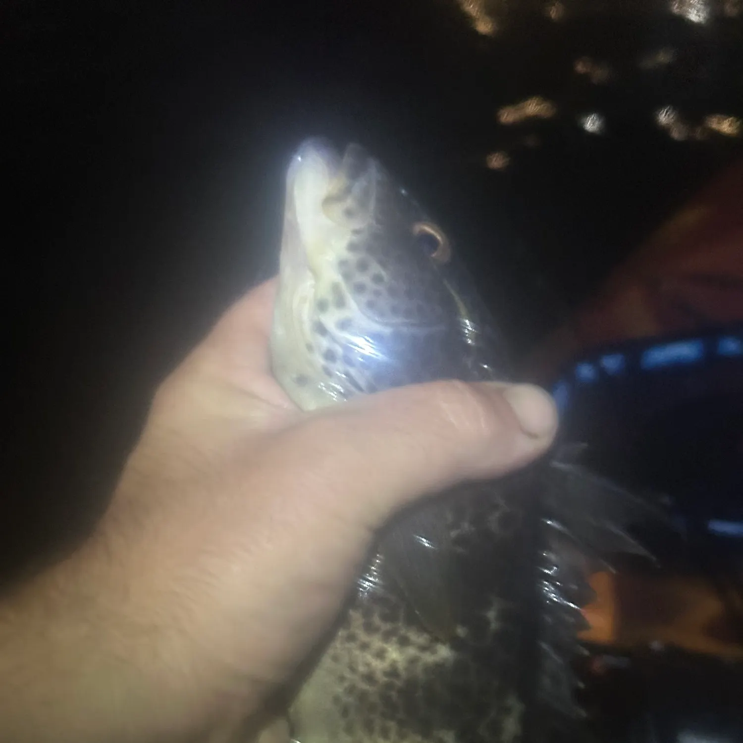 Fish caught on Fishbrain