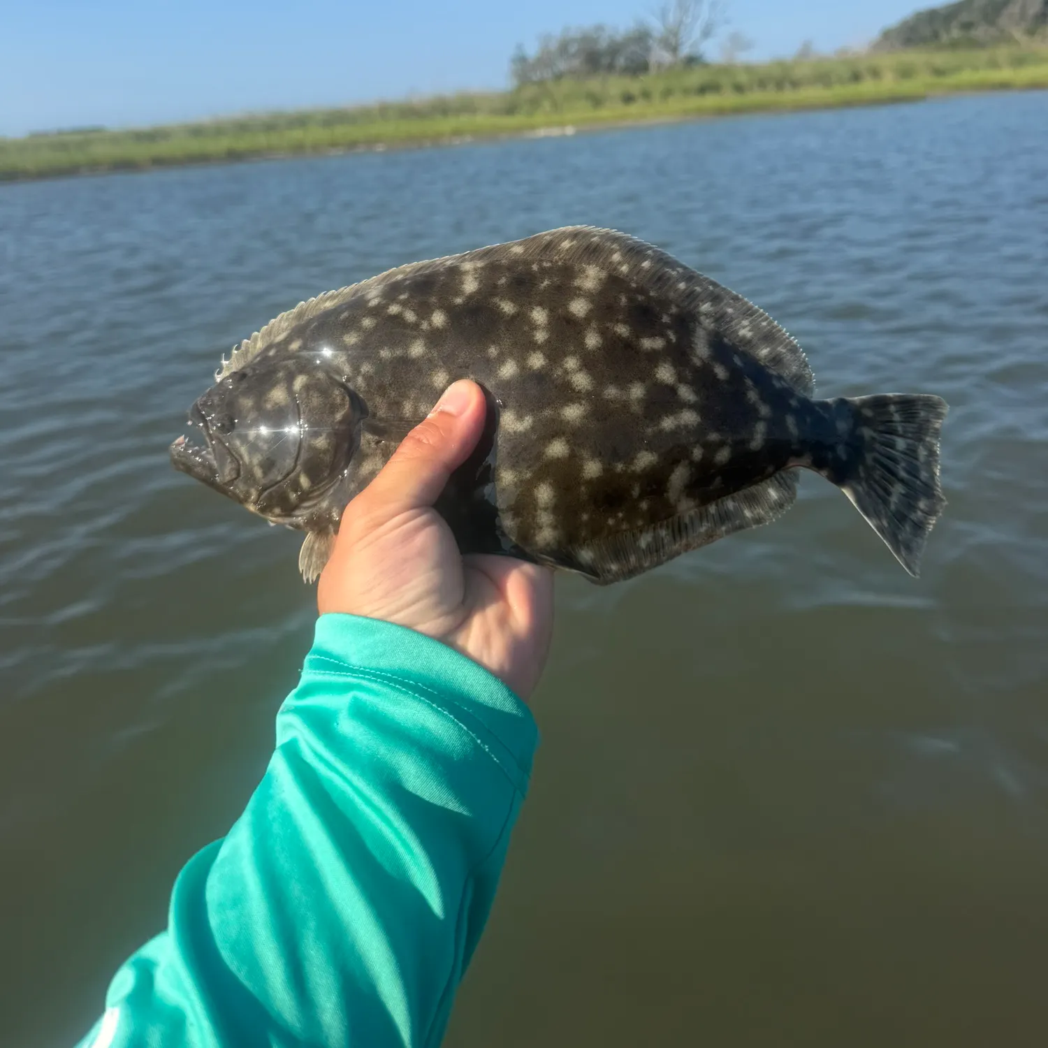 Southern flounder caught on Fishbrain