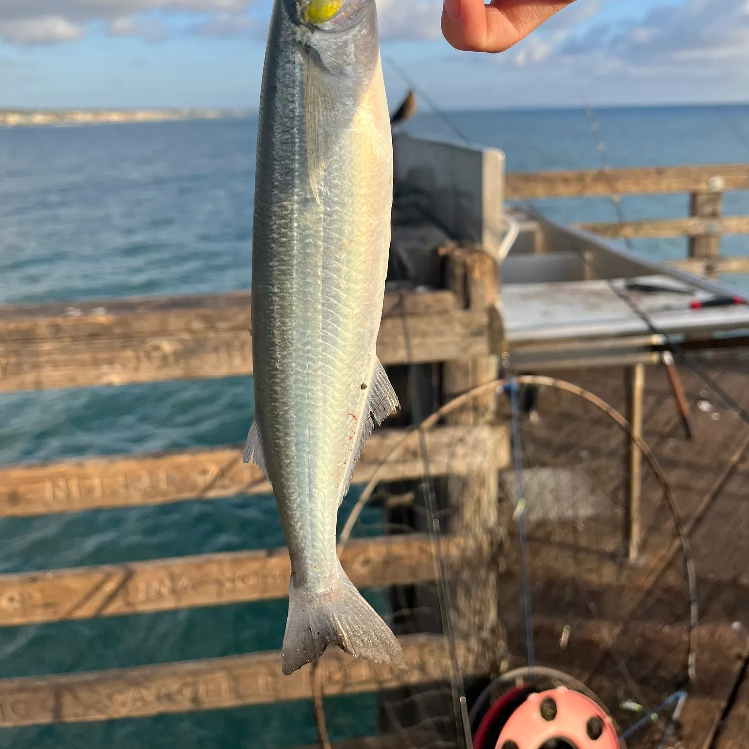 Jack silverside caught on Fishbrain