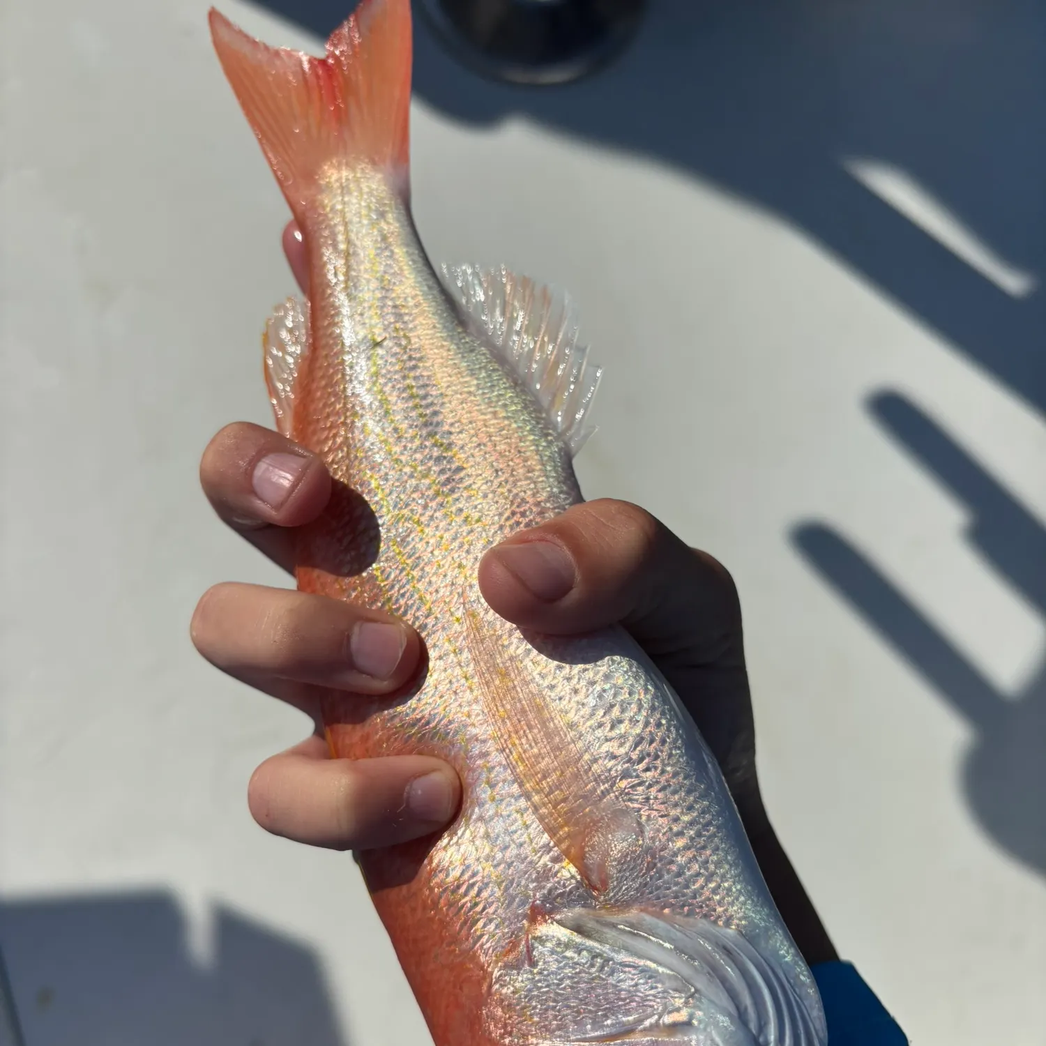 The most recent Queen Snapper catches on Fishbrain