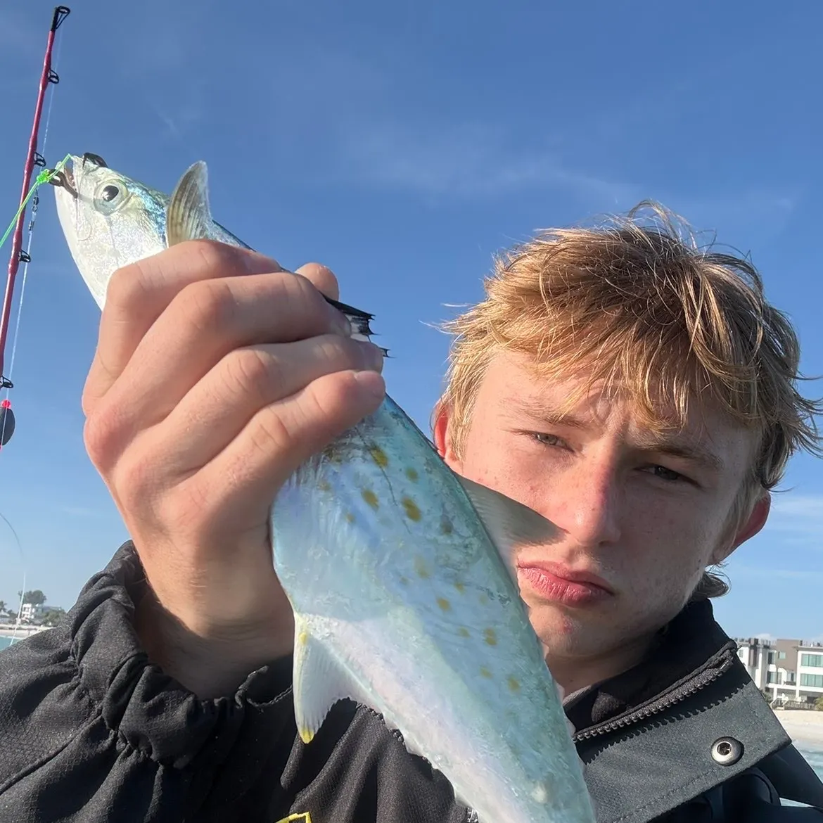 The most recent Spanish mackerel catches on Fishbrain