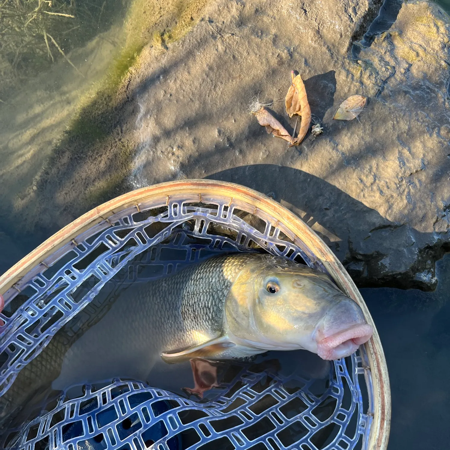 White sucker caught on Fishbrain