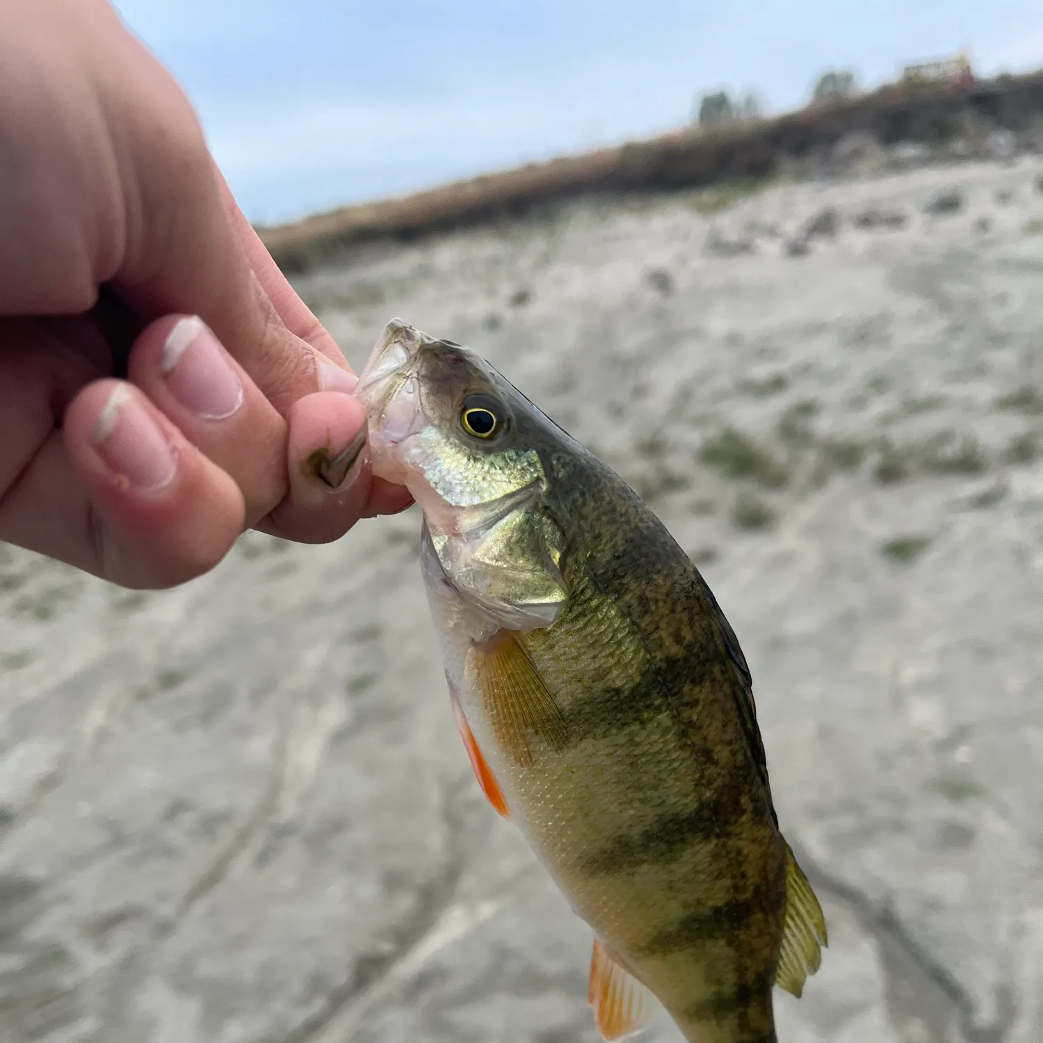 Yellow perch caught on Fishbrain