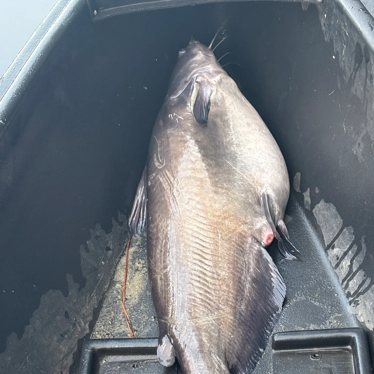 Fish caught on Fishbrain