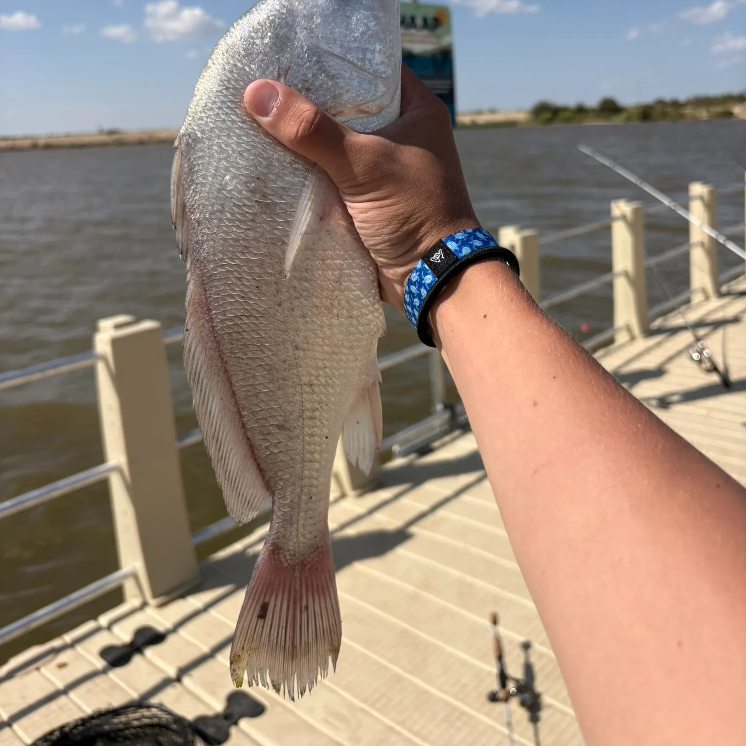 Freshwater drum caught on Fishbrain