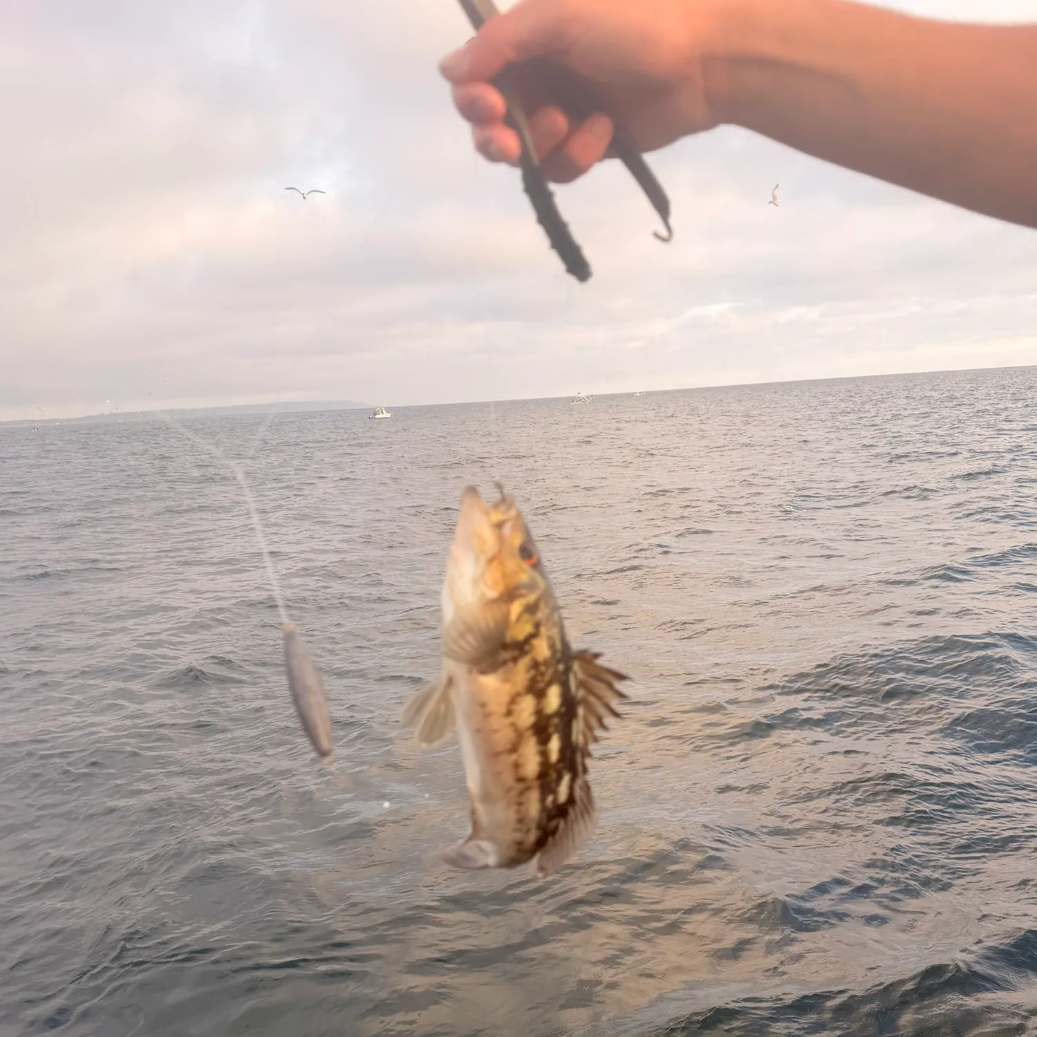 The most recent Kelp bass catches on Fishbrain