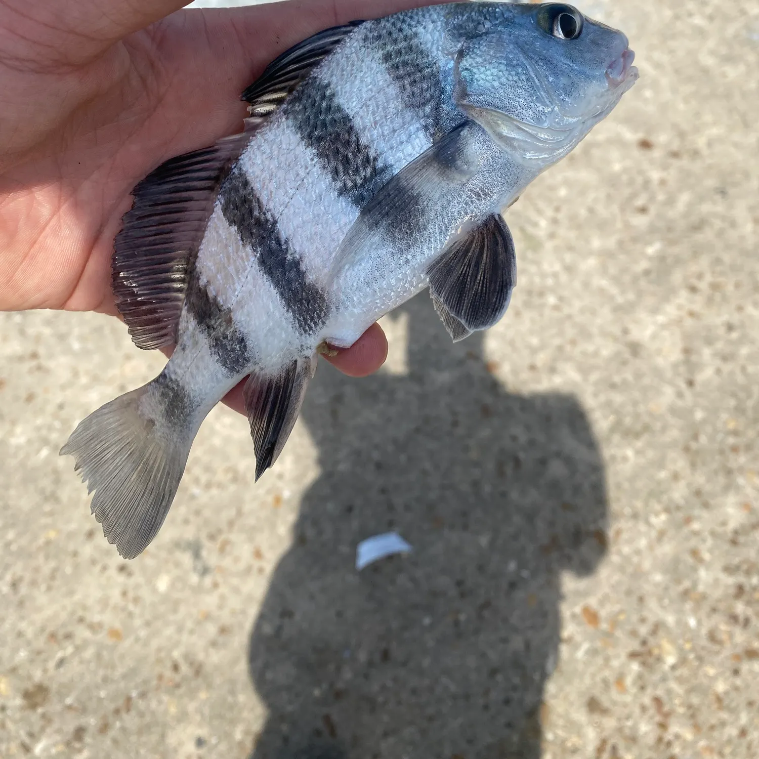 Black drum caught on Fishbrain