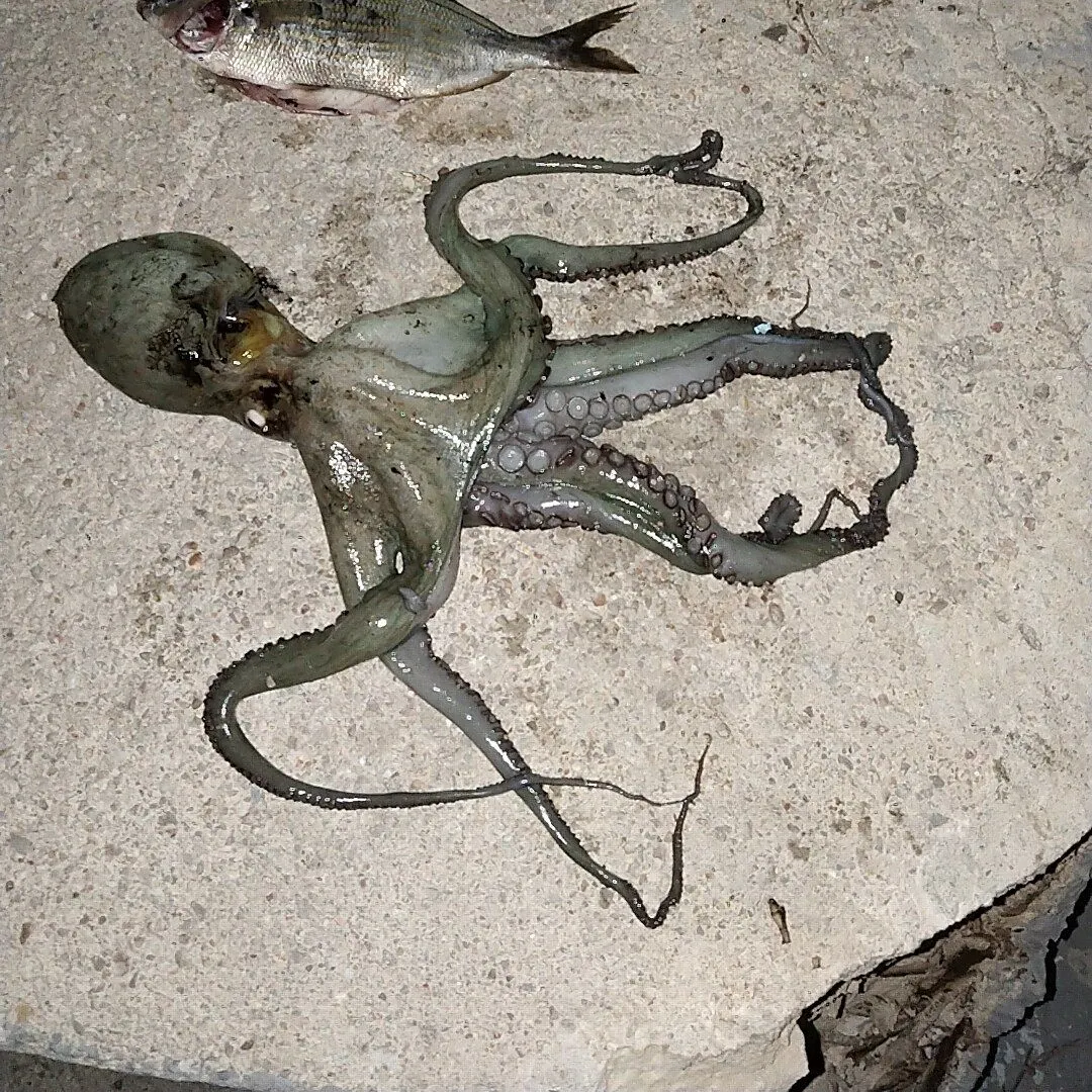 Common octopus caught on Fishbrain