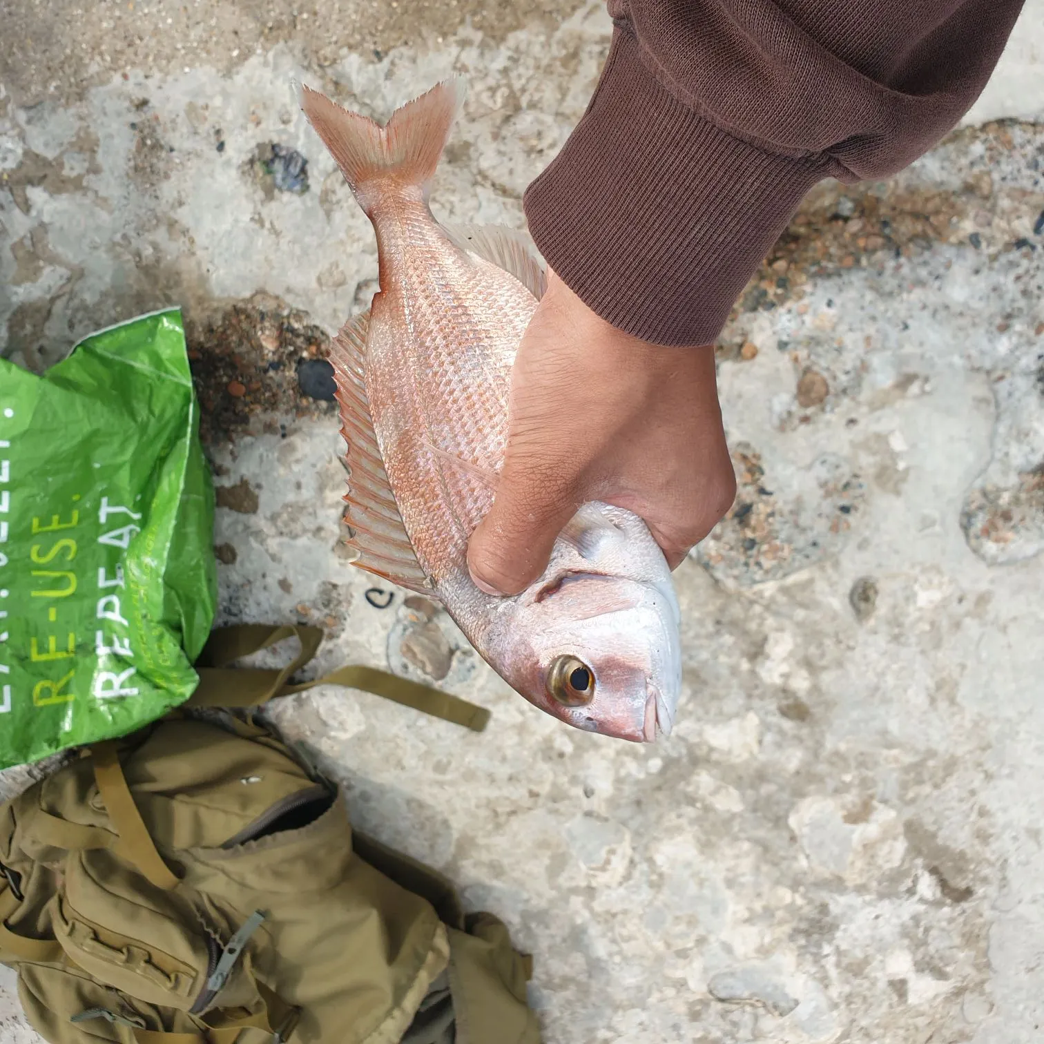 The most recent Red seabream catches on Fishbrain