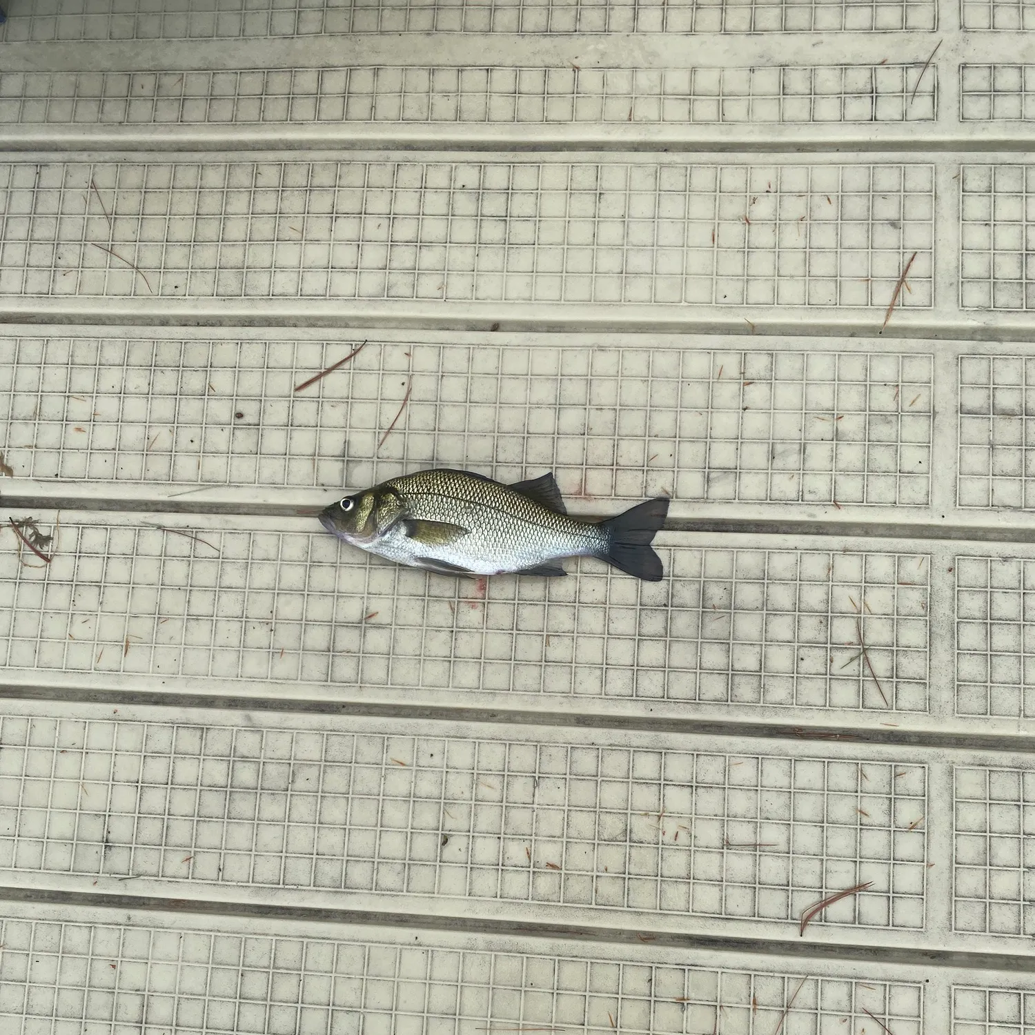 White perch caught on Fishbrain